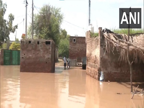 Flood affected area in Punjab's Fazilka district. (Photo/ANI)
