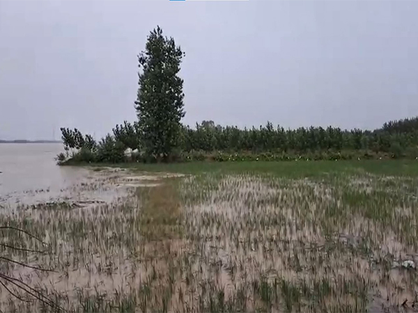 Satluj River in Ludhiana's Sasrali village overflows due to heavy rains (File Photo/ANI)
