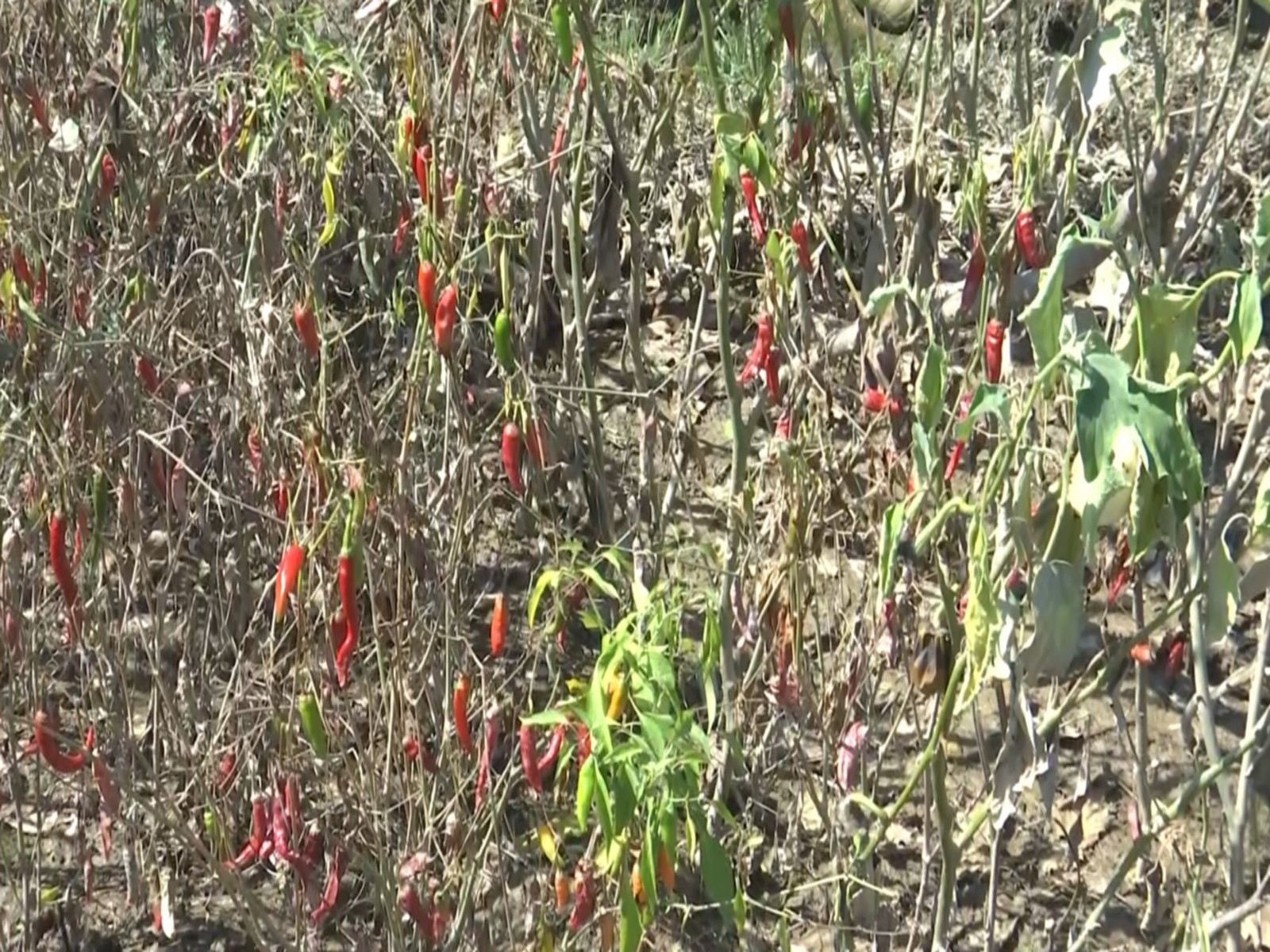 Flash floods damage crops in J-K (Photo/ANI)