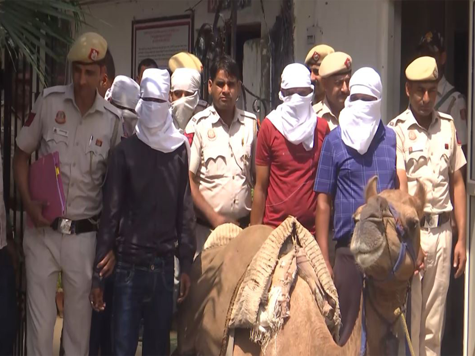 Delhi Police arrests 5, seizes illicit liquour, camels in cross-border operation (Photo/ANI) 