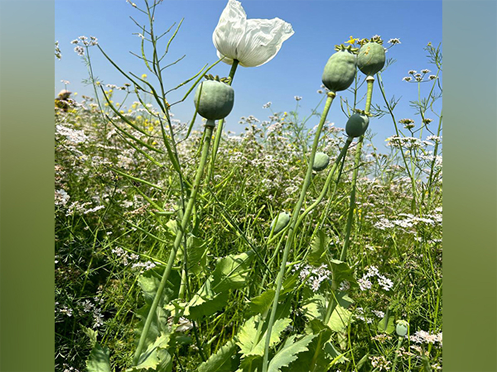 Representative Image of opium cultivation (Photo/ANI)