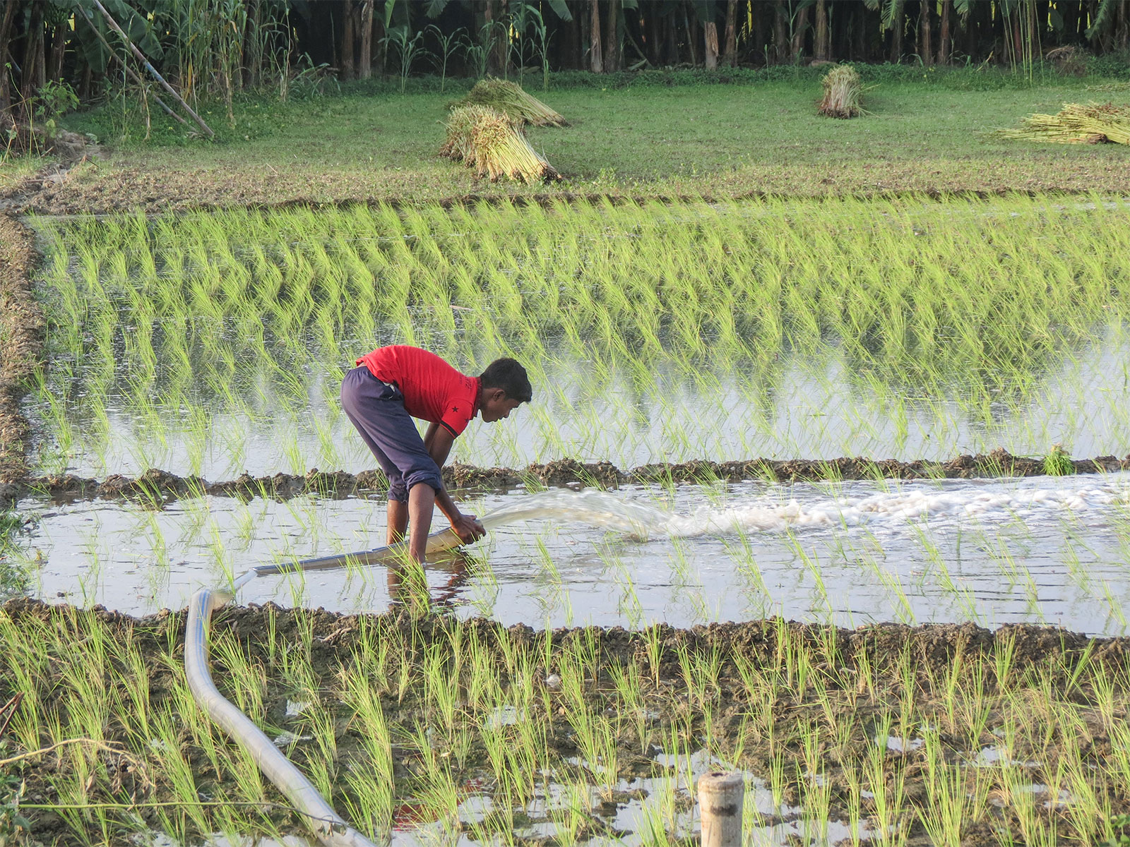 A farmer waters rice seedlings (Photo/ANI)