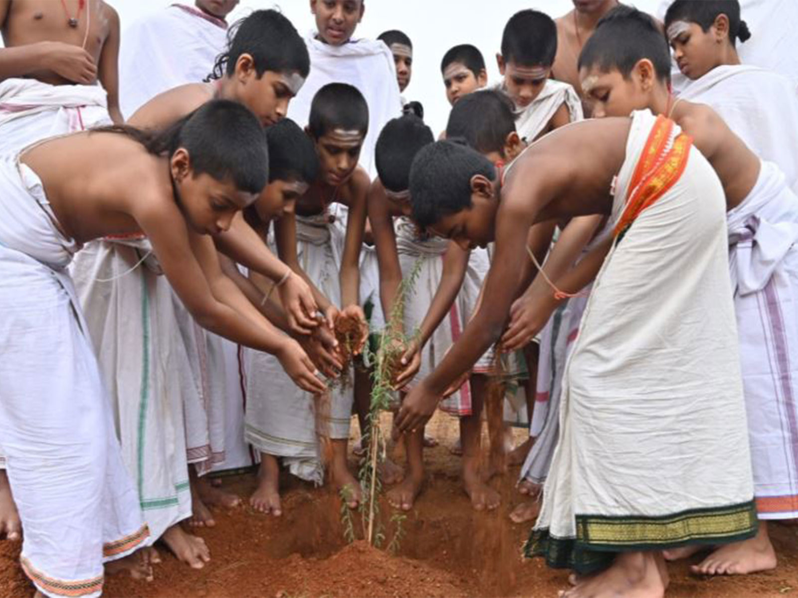 Jammi tree is being planted by students of the Veda Pathashalas (Photo/X: @SantoshKumarBRS) 