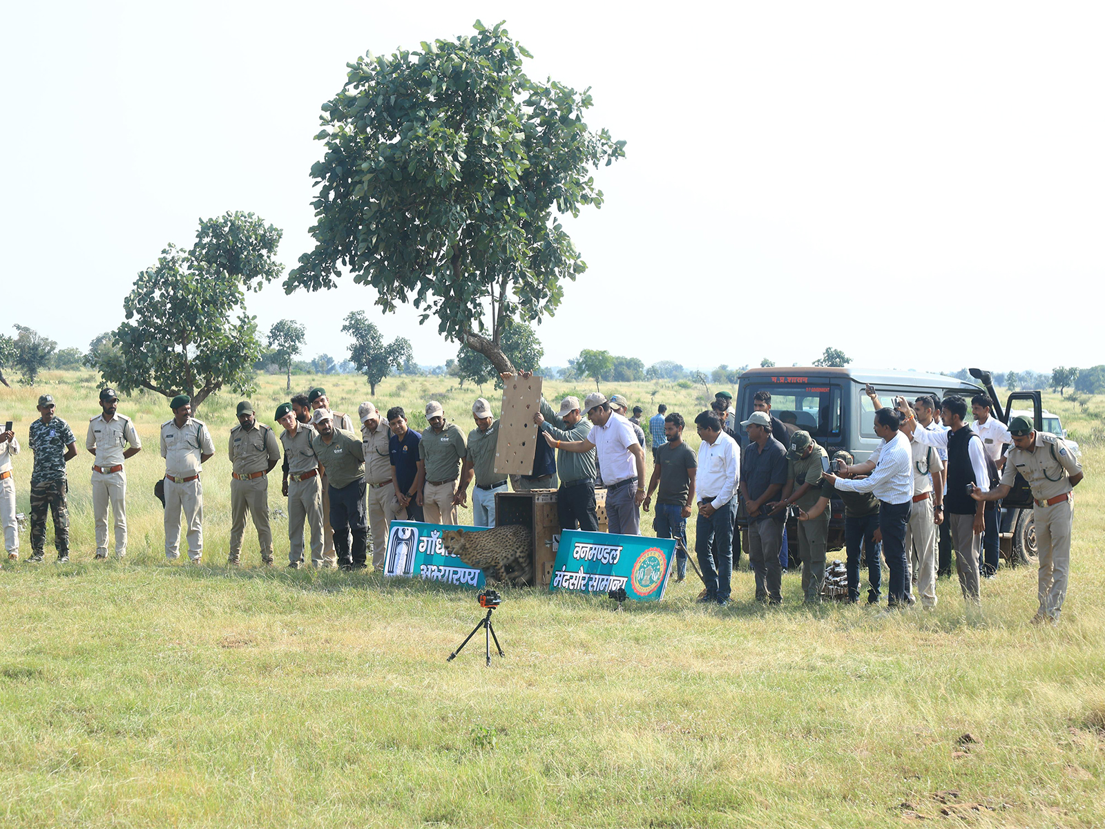 Cheetah is being released into Gandhi Sagar Sanctuary (Photo/Forest Department)