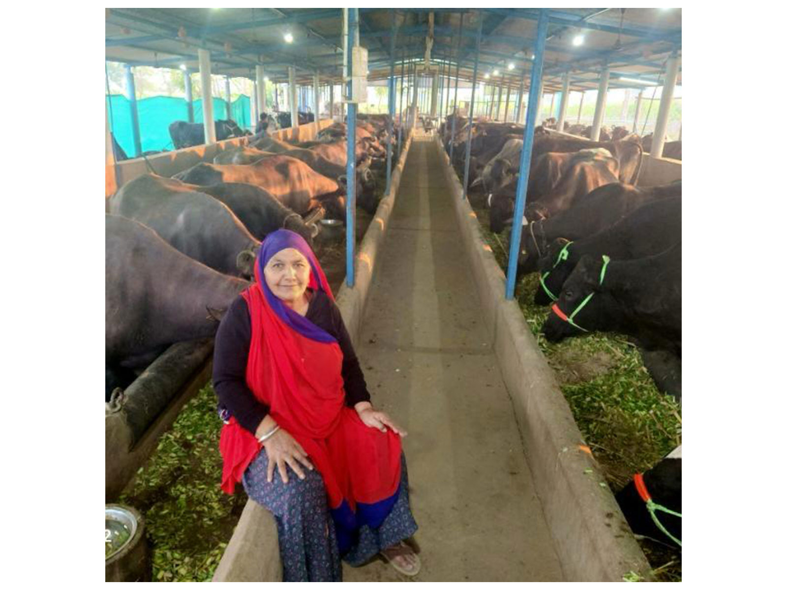 65-year-old Maniben Jesung Chaudhary (Photo/CMO)