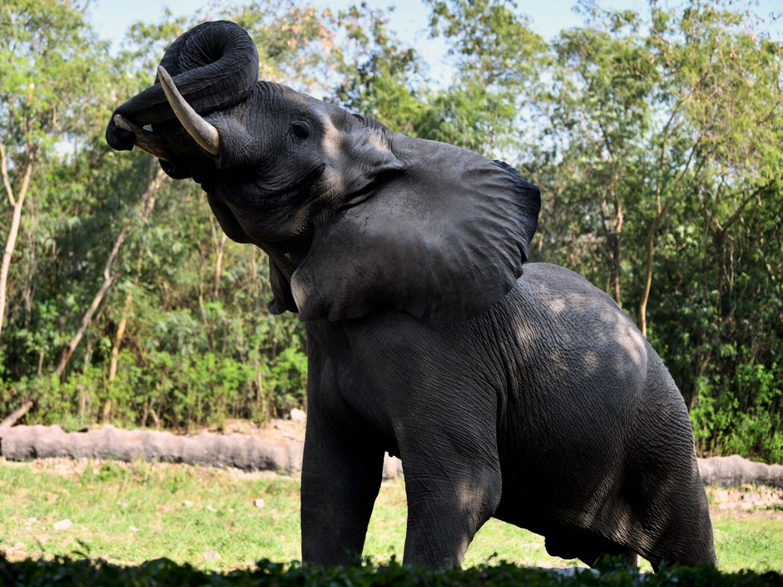 African Elephant in its enclosure at Delhi National Zoological park (Photo/ANI)