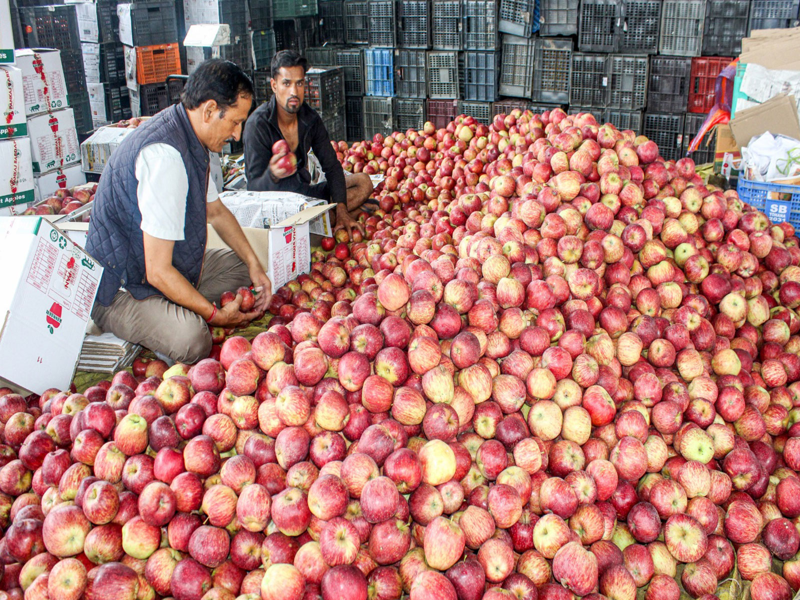 Apple packers stay busy amid harvest season in Himachal’s Kullu district (File Photo/ANI)