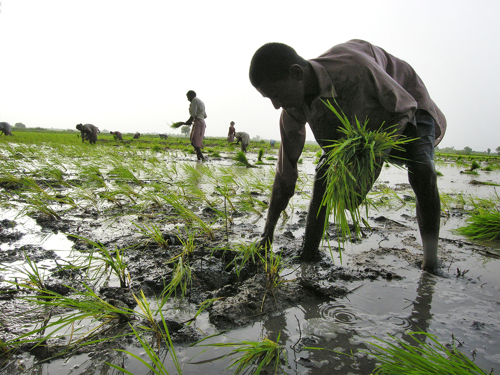 Pakistani farmer working in a field (Photo/Reuters) Pakistani farmer working in a field (Photo/Reuters)