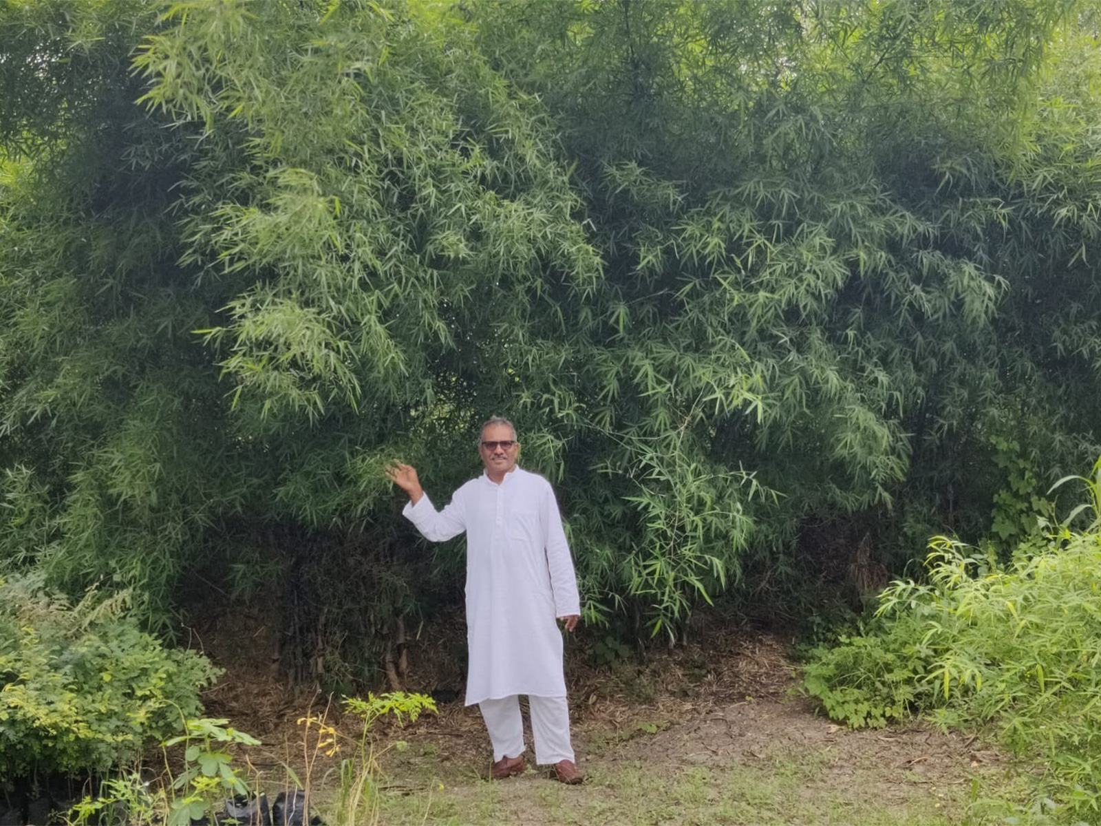 Planting bamboo is instrumental in the fight against climate change