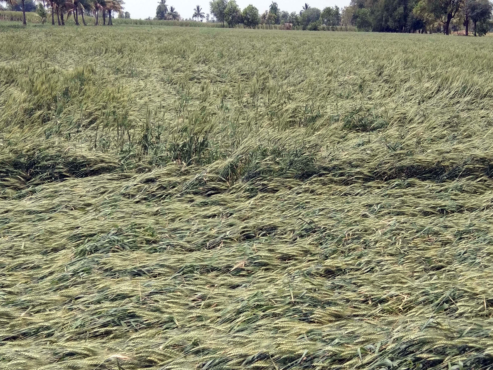 Visuals of wheat crop in Maharashtra's Ahmadnagar collapsing due to rain (Photo/ANI)