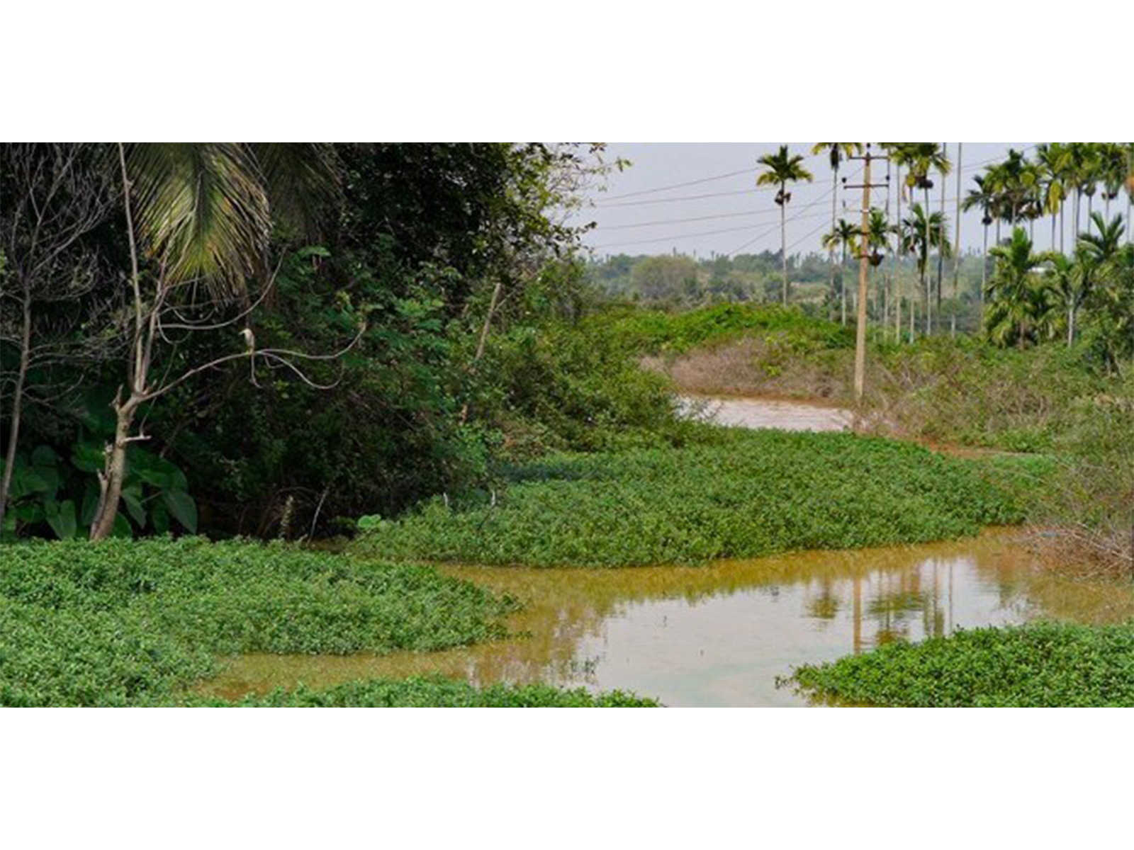 Work on the ecosystem brought the Kumudvathi river back to life
