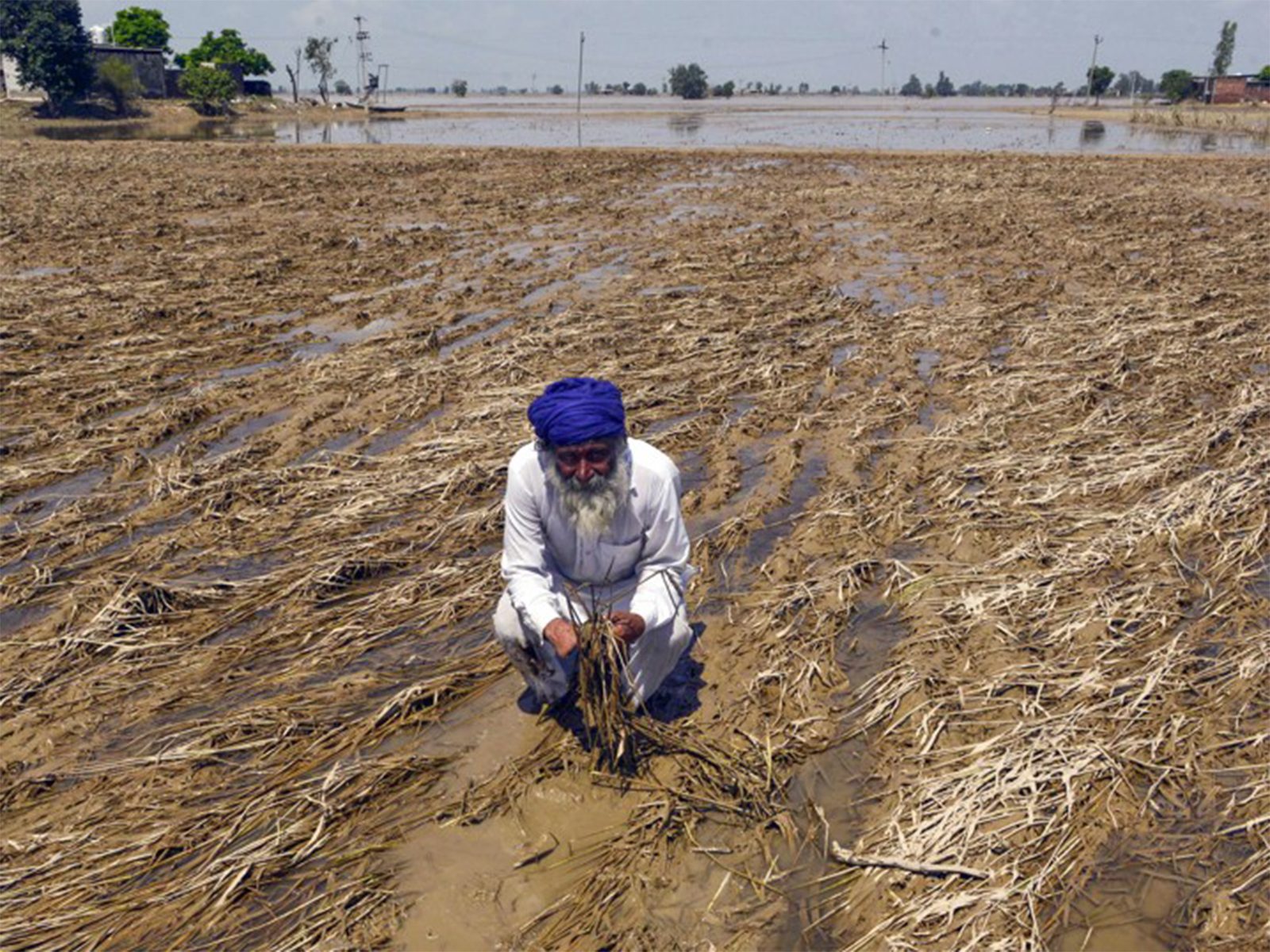 Aftermath of damage to the crop in Kapurthala due to the flood (File Photo/ANI)