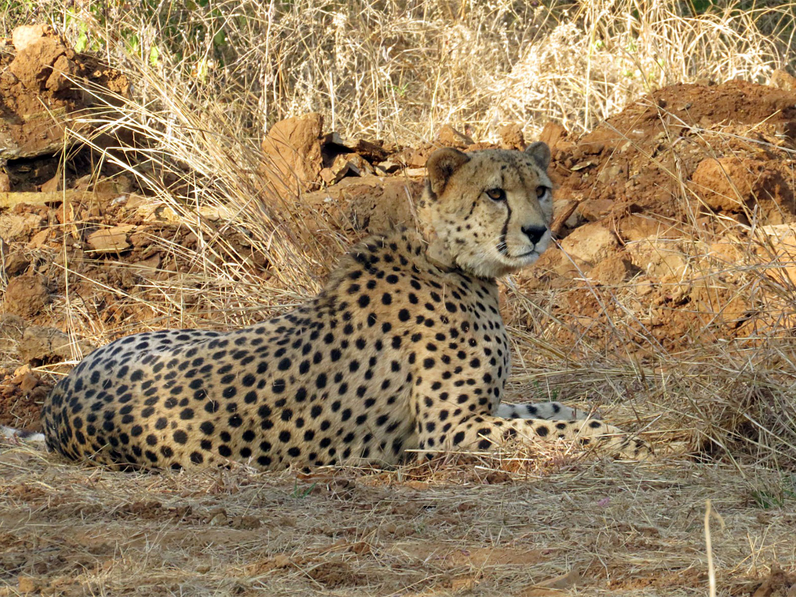 A Cheetah at Kuno National Park (Photo/ANI)