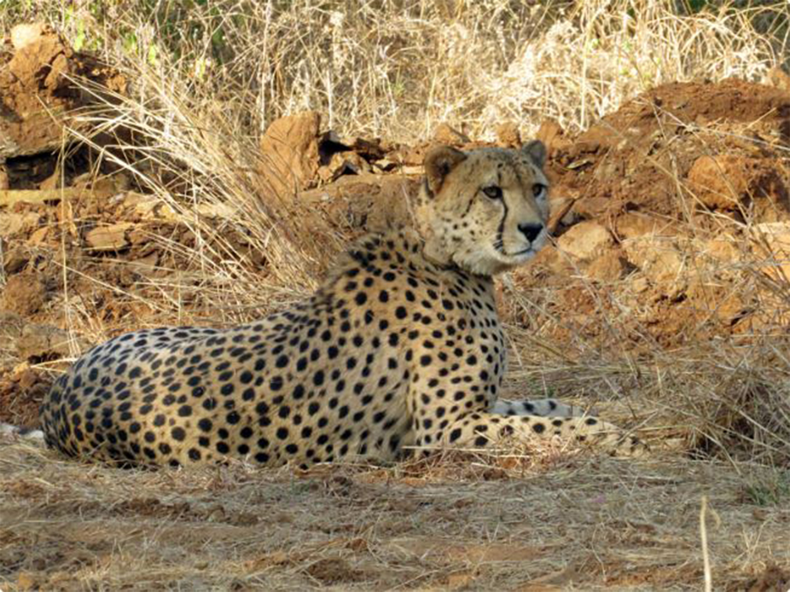 A Cheetah at Kuno National Park (Photo/ANI)