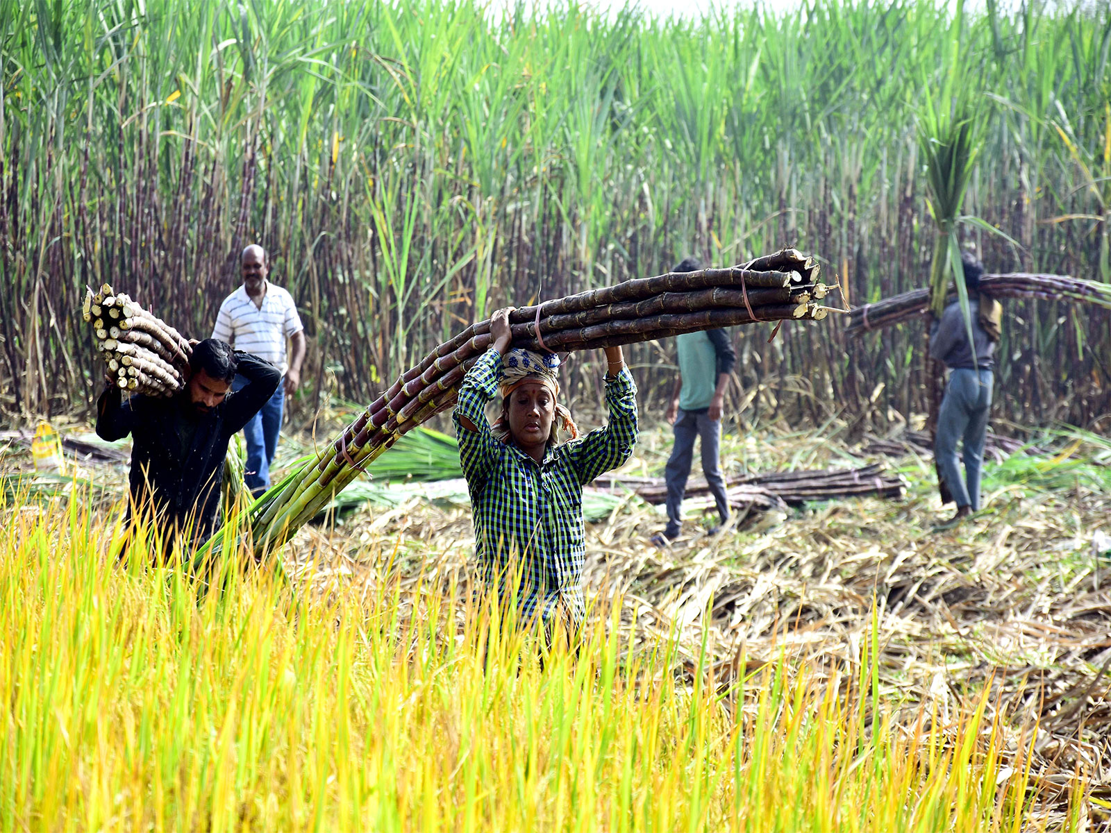 Farmers carry sugarcanes in a field. (File Photo/ANI)