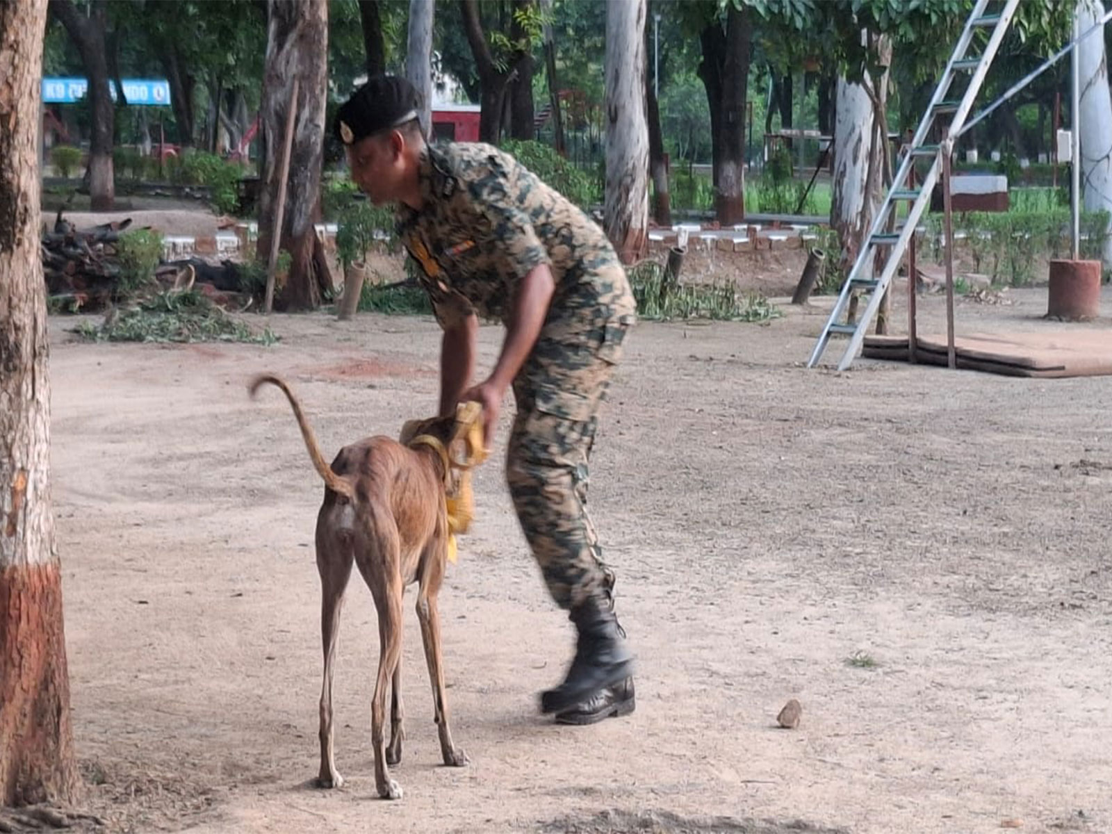 BSF official training Indian breed dogs (Photo/ANI)
