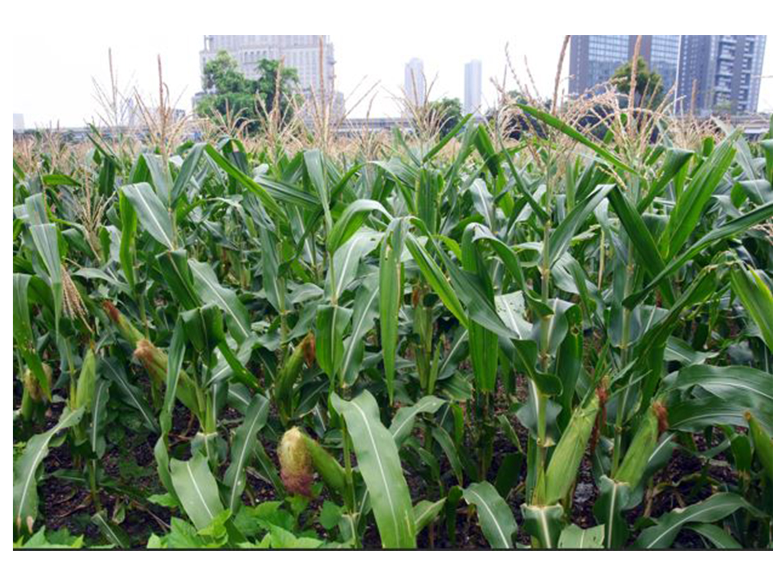 A view of corn plants cultivated in a field (Photo/ANI)