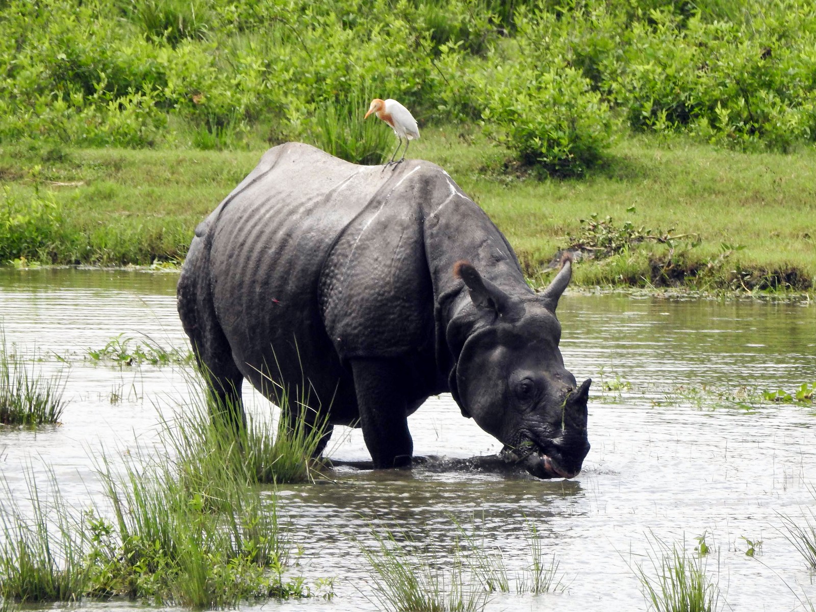 A one-horned rhinoceros seen drinking water from a pond inside its enclosure (File Photo/ANI)