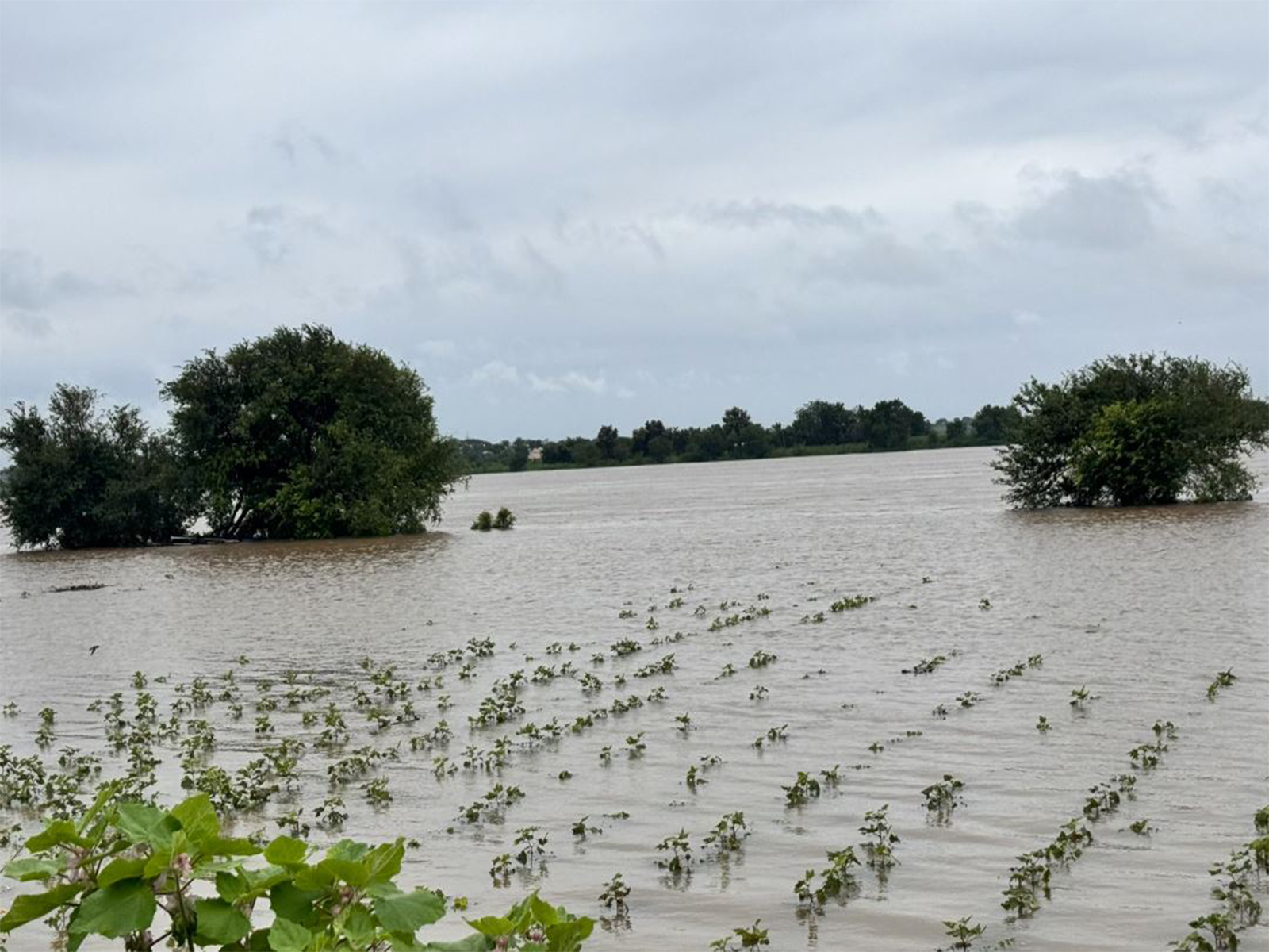 Flooding in Kalaburagi (Photo/@PriyankKharge)