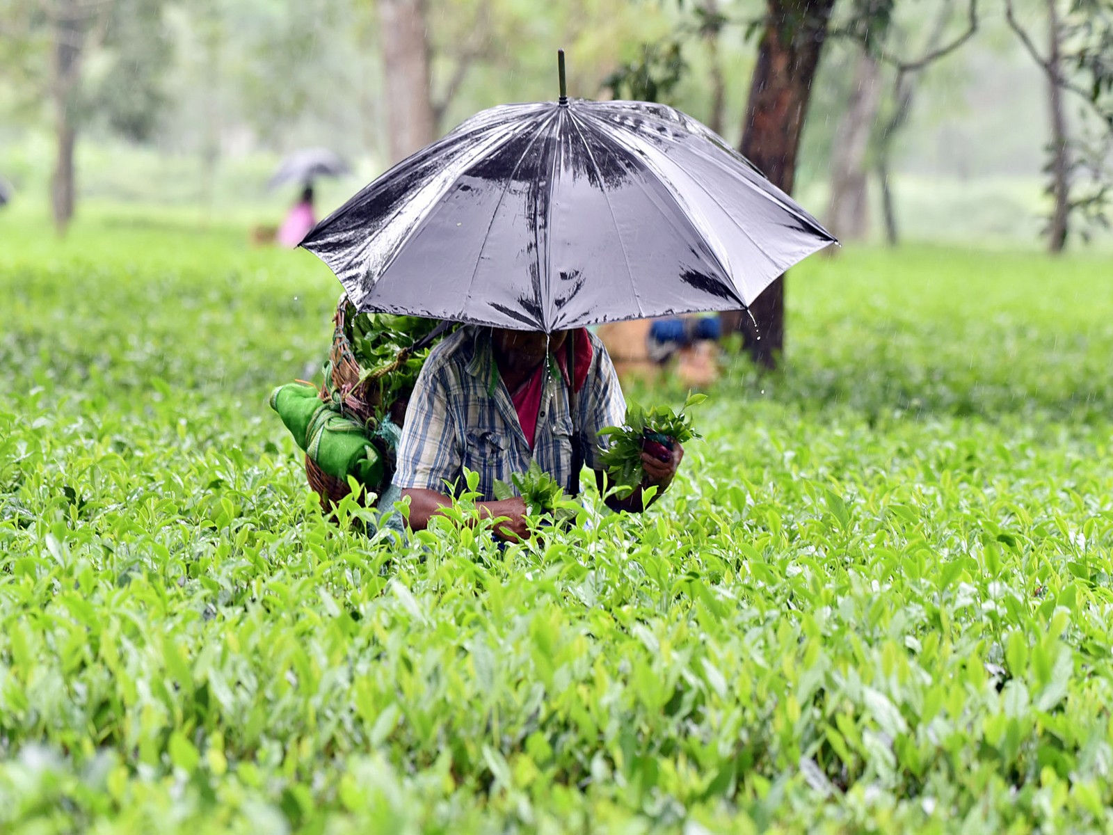 Representative image (Photo/ANI)