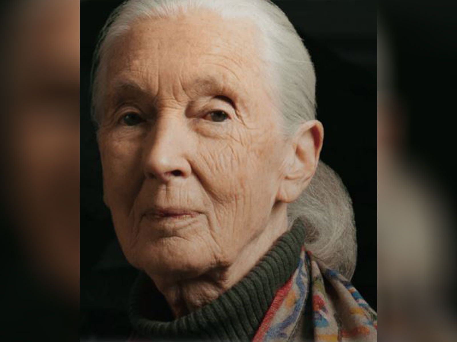 Jane Goodall was renowned worldwide for her 65-year study of wild chimpanzees in Gombe, Tanzania.(Photo/Jane Goodall Institute) Jane Goodall was renowned worldwide for her 65-year study of wild chimpanzees in Gombe, Tanzania.(Photo/Jane Goodall Institute)