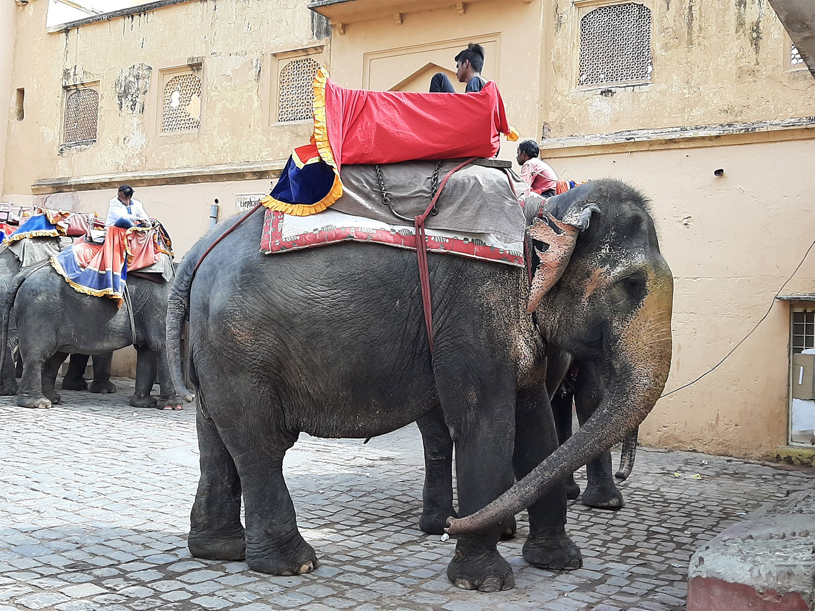 ‘Elephant in Amer Fort’, photograph : Shubhobroto Ghosh ‘Elephant in Amer Fort’, photograph : Shubhobroto Ghosh