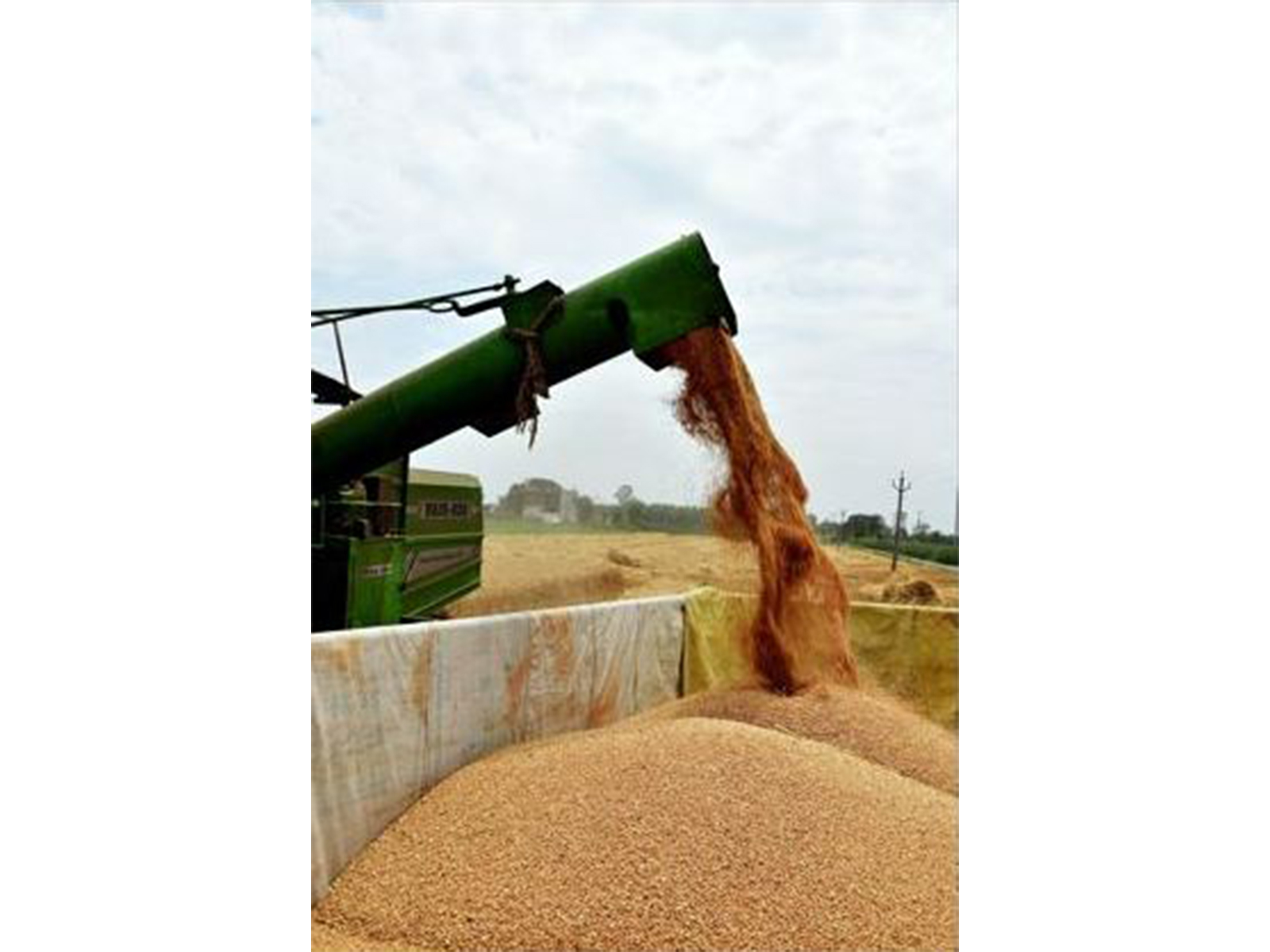 Rabi crop representative image (File photo/ANI)
