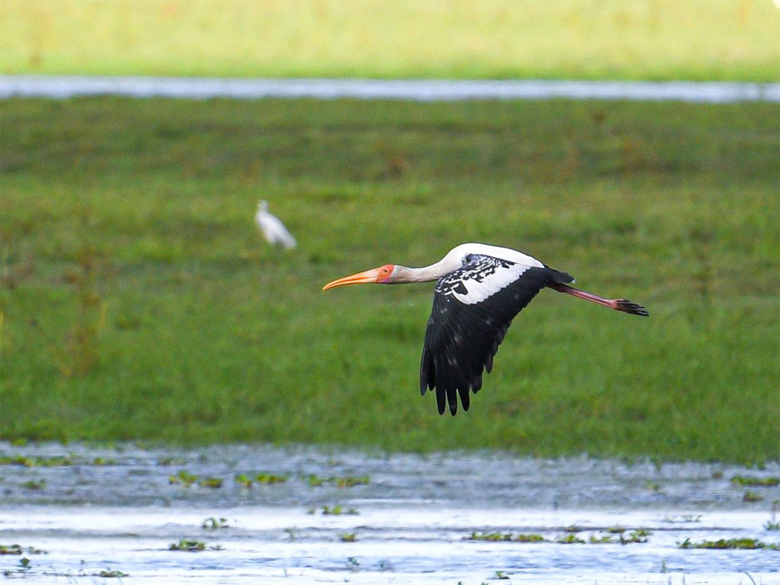 Painted Storks return to Kaziranga National Park (Photo/ X@himantabiswa) Painted Storks return to Kaziranga National Park (Photo/ X@himantabiswa)