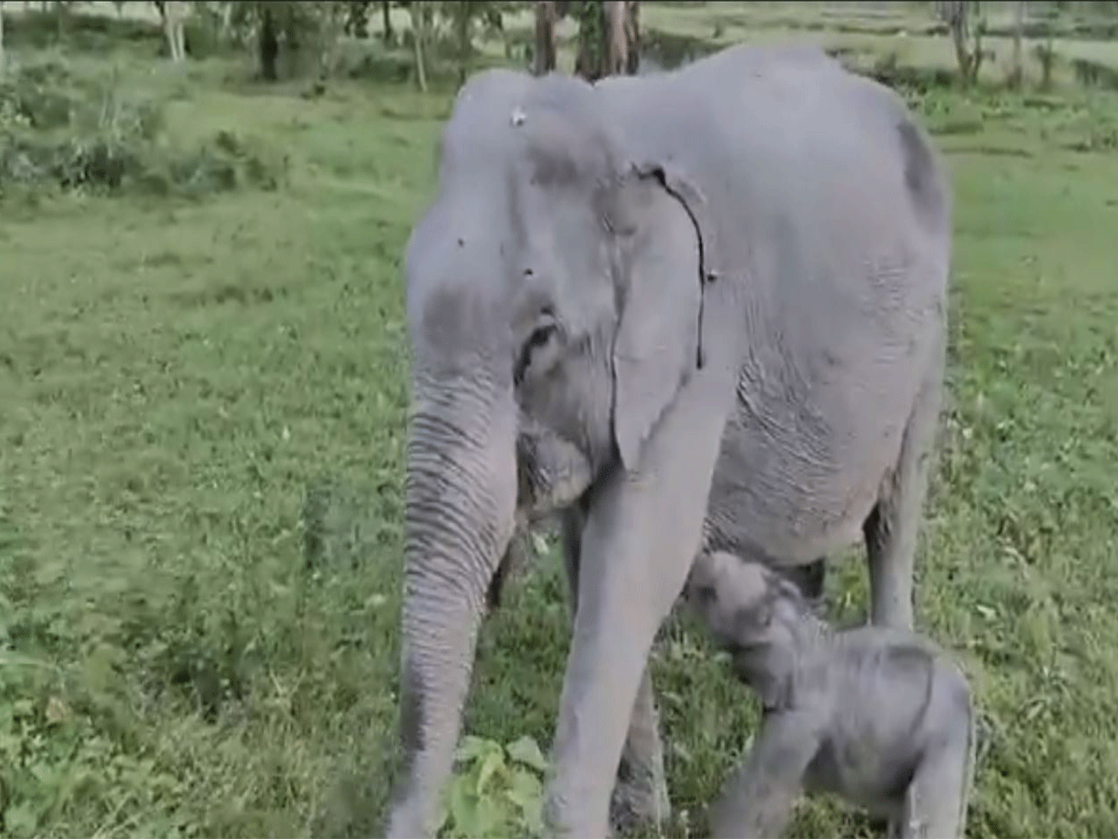 Elephant calf born in Kaziranga named 