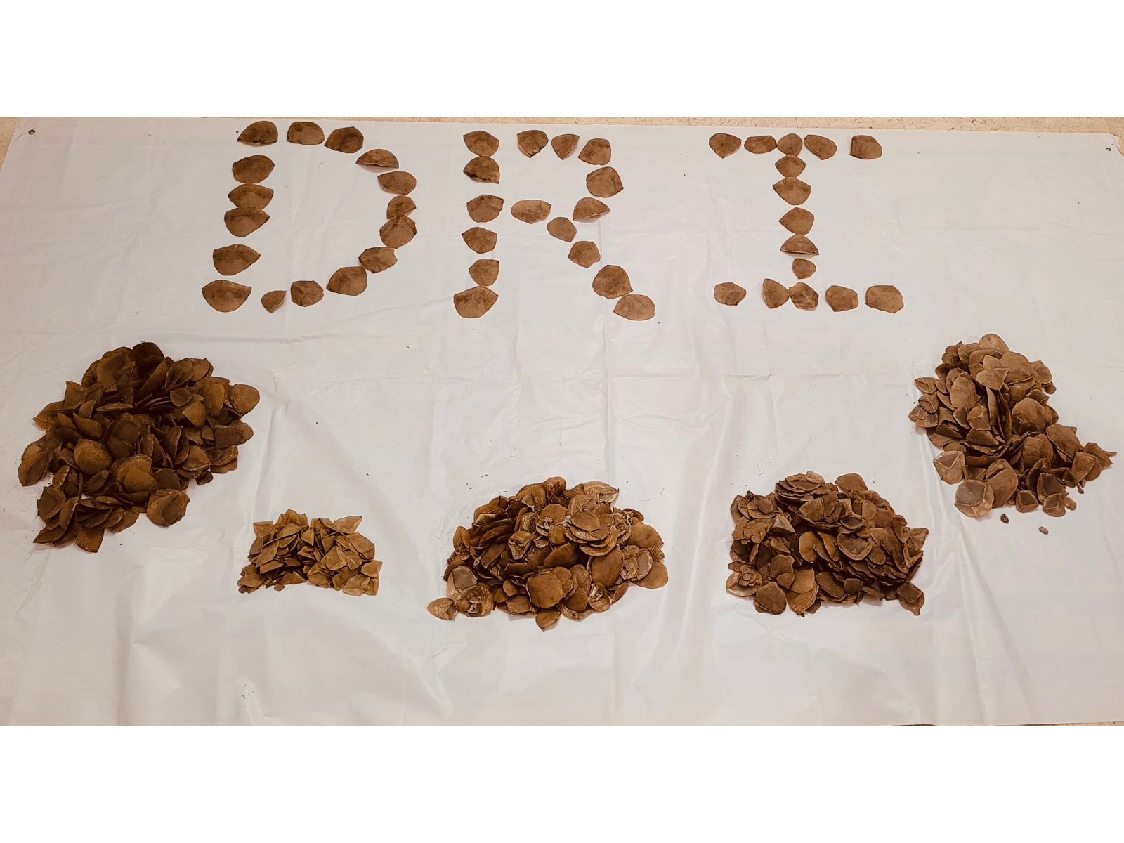 Seized Pangolin scale (Photo/DRI Hyderabad) Seized Pangolin scale (Photo/DRI Hyderabad)