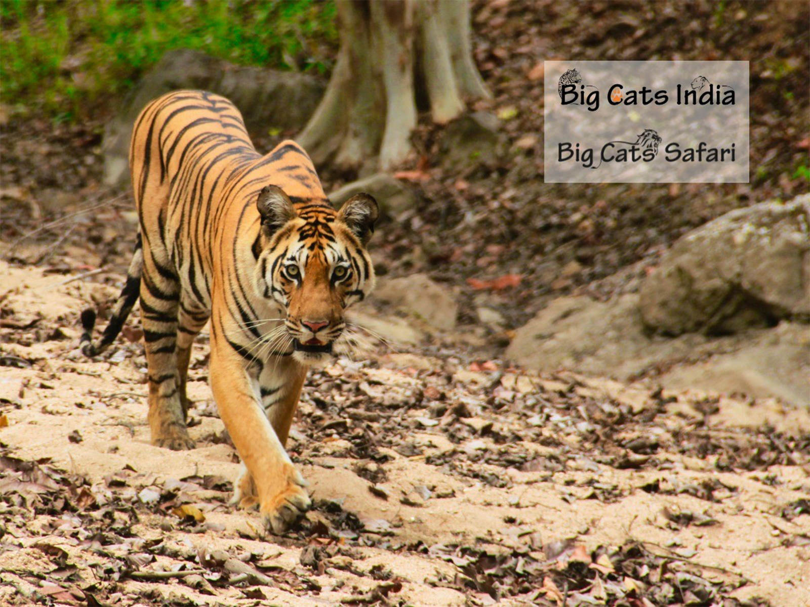 Big Cats Launches Global Wildlife Safari Experiences, Empowering Communities and Protecting Majestic Predators