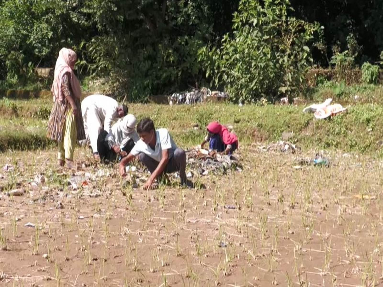 Farmers in Chantal village of Udhampur. (Photo/ANI)