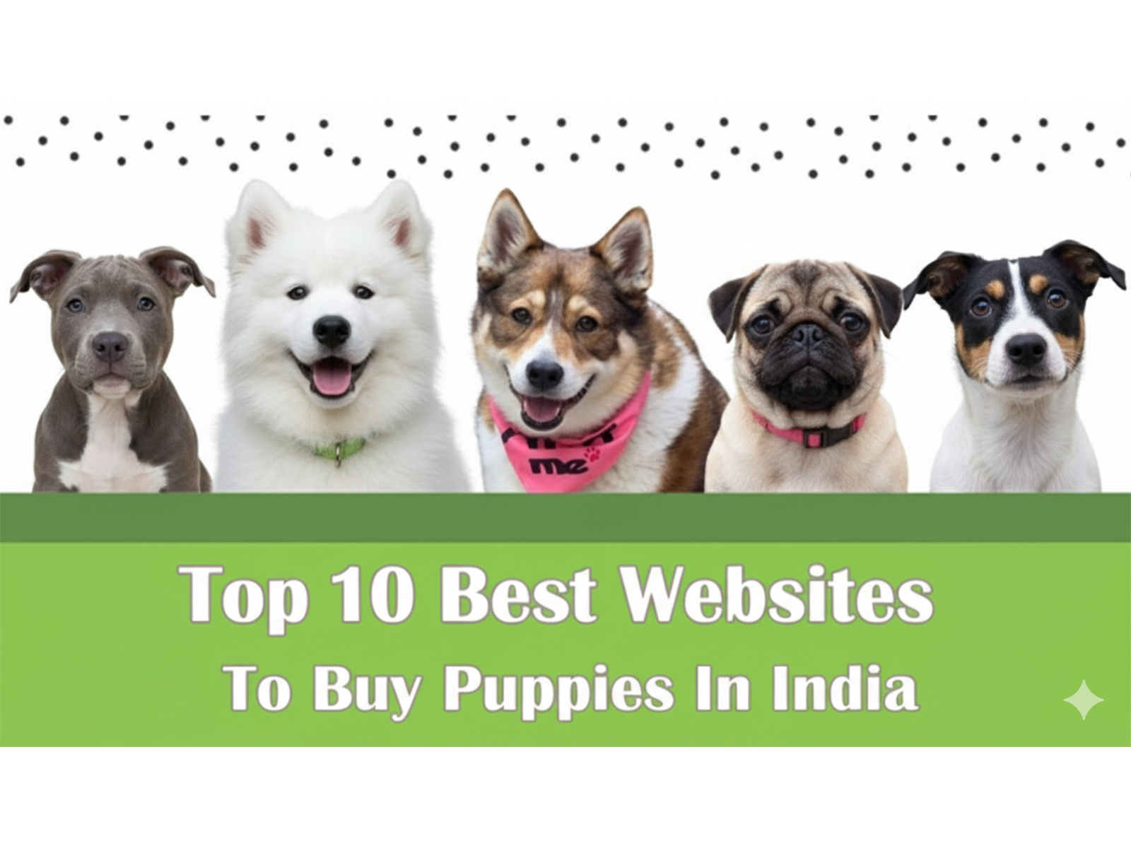 Top 10 Best Websites to Buy Puppies in India 
