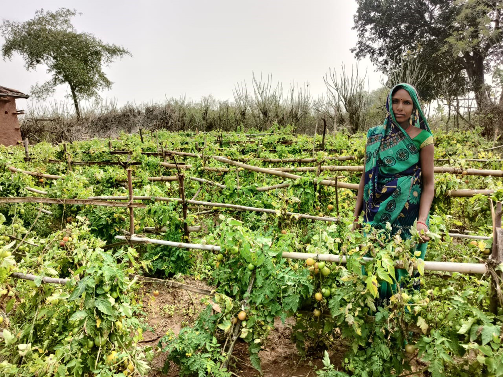 India Needs to Rebuild Rural Systems for Long-Term Food Security: Action for Social Advancement (ASA)