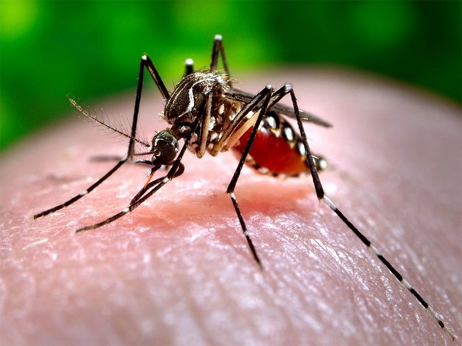 Sindh health dept reports 819 dengue cases, hospitals record over 12,000 in 6 weeks  ANI News