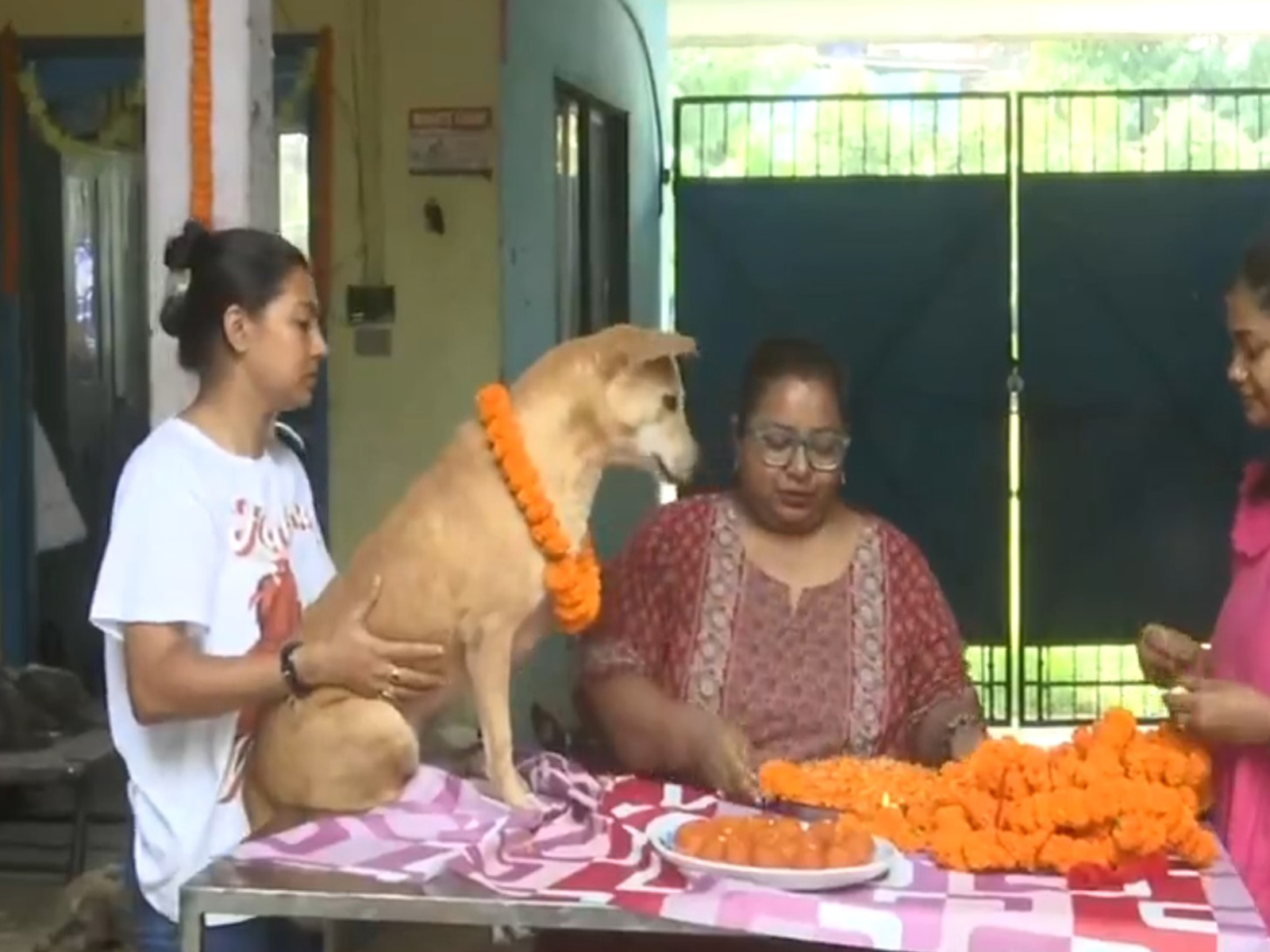 Animal lovers in Siliguri celebrates Kukur Tihar. (Photo/ANI)