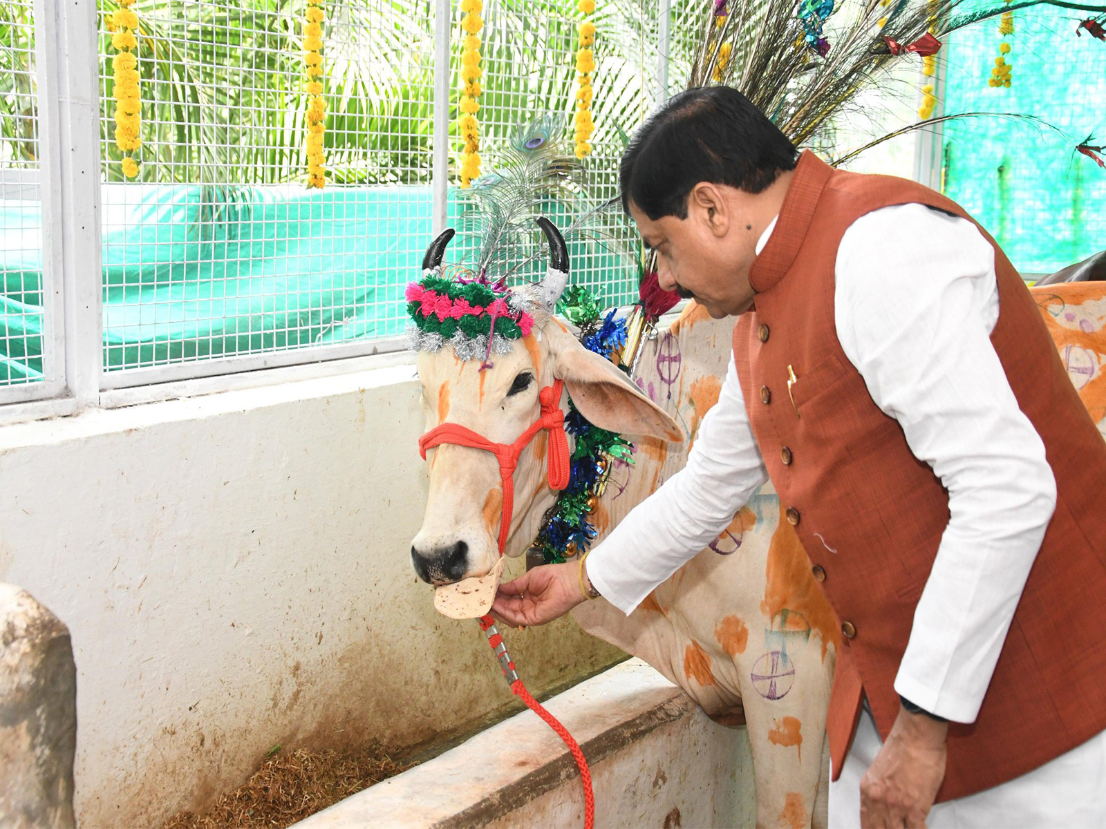 MP CM Mohan Yadav feeding Chapati to cow (Photo/ X @CMMadhyaPradesh)
