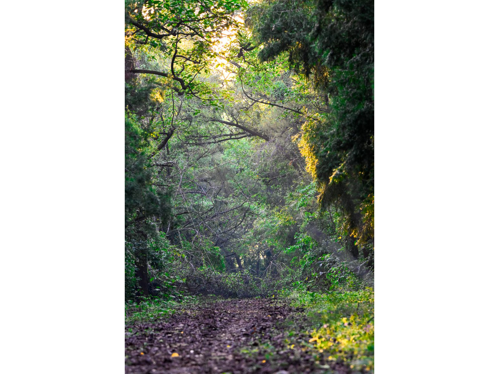 India is Top 9 in the Global Forest Assessment 2025 (Photo/@byadavbjp on X)