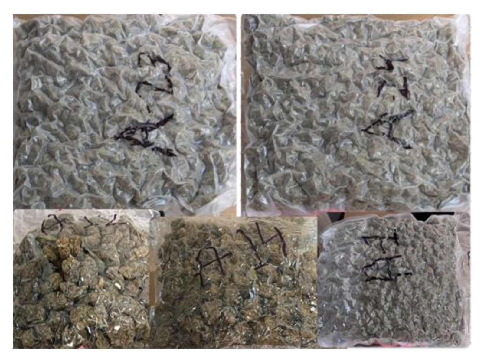 Mumbai Customs seizes hydroponic weed worth over ₹19 crores (Photo/ANI)