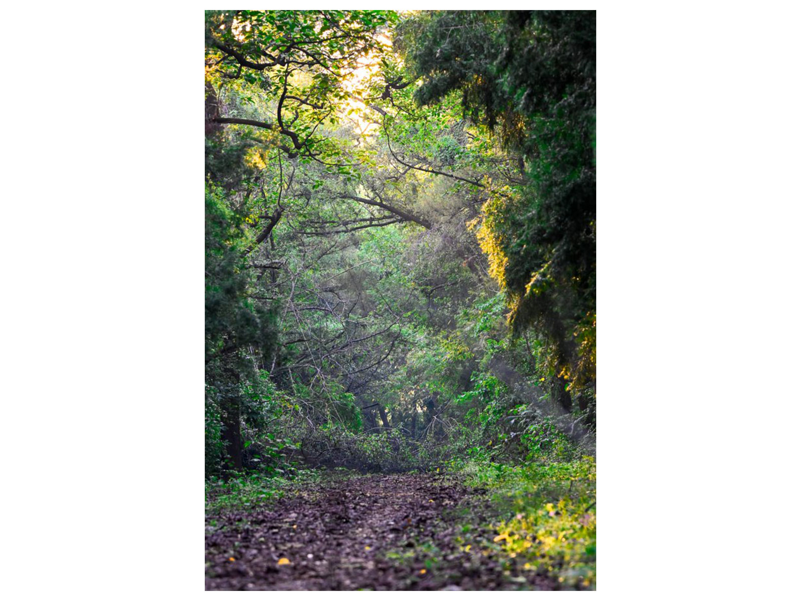 India moves up to 9th position globally in Forest area, continues to rank 3rd in annual Forest gain (Photo/@byadavBJP)