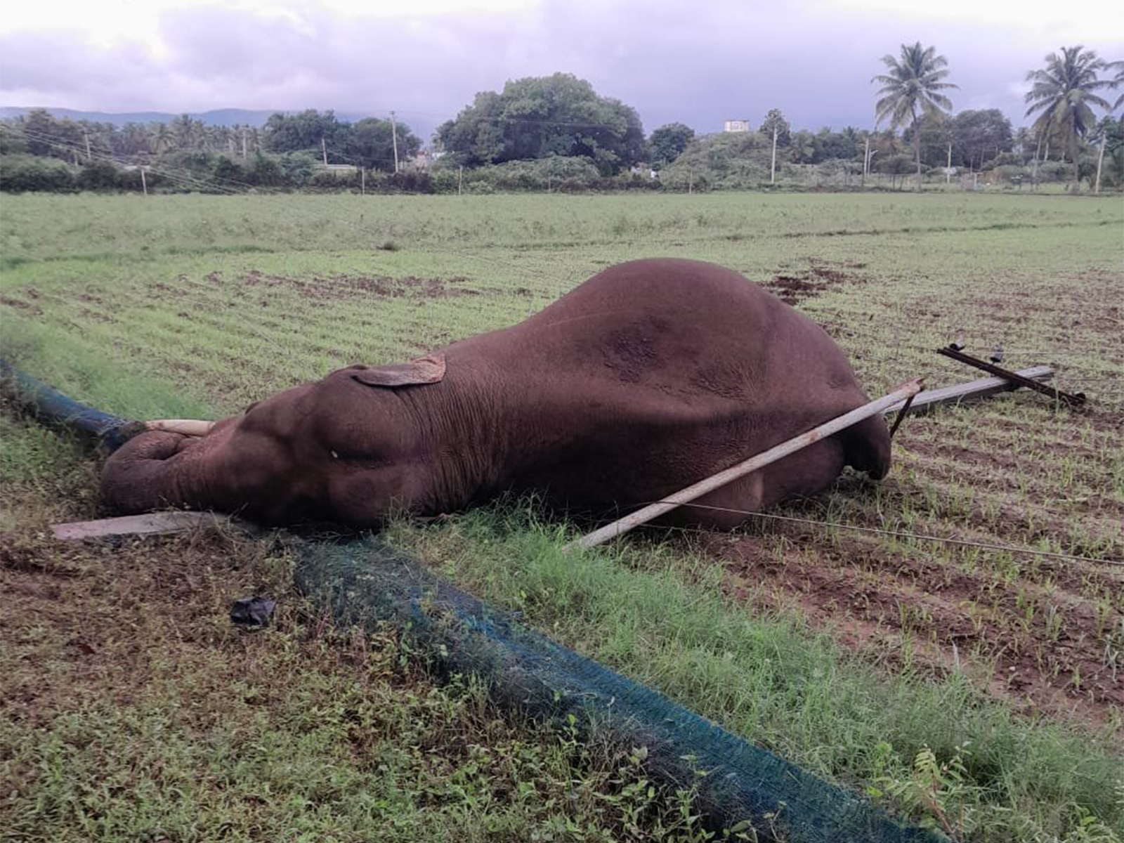 A wild male elephant died after getting entangled in an electric wire (Photo/ Forest Dept Coimbatore