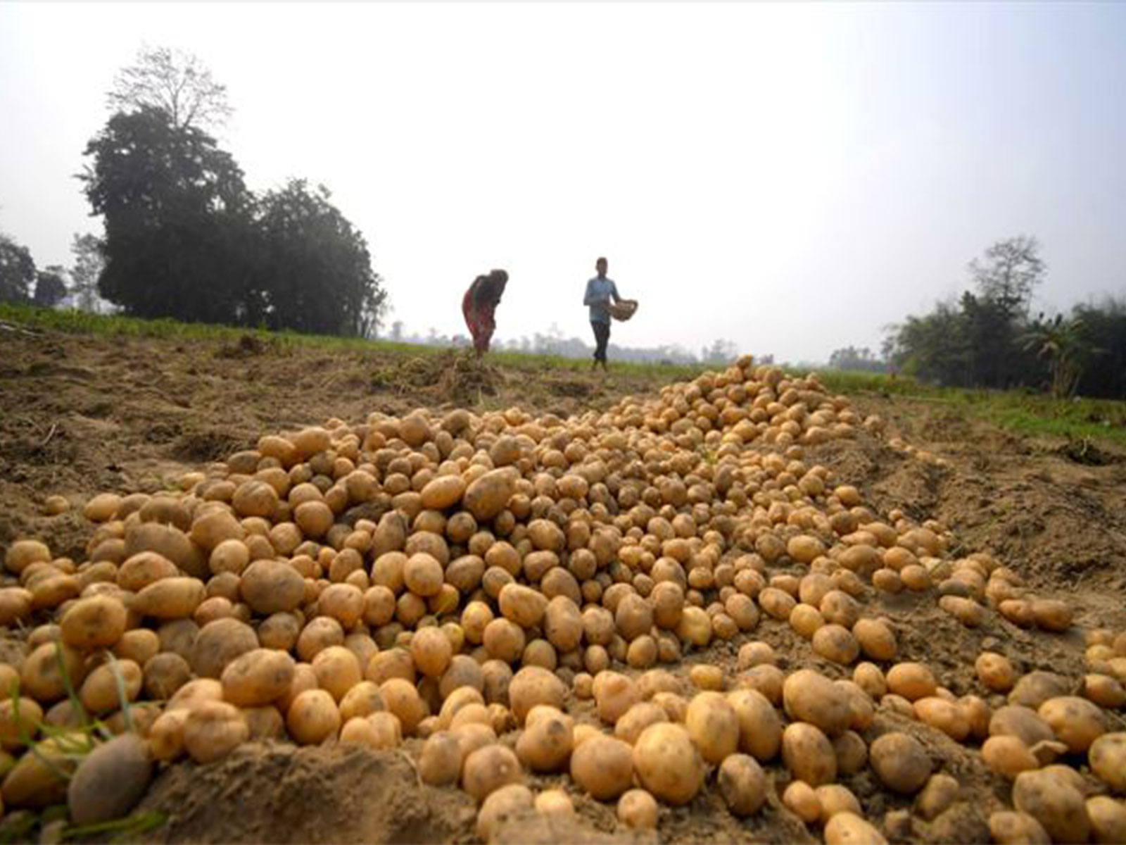 Farmers harvest potatoes in the field (File Photo/ ANI)