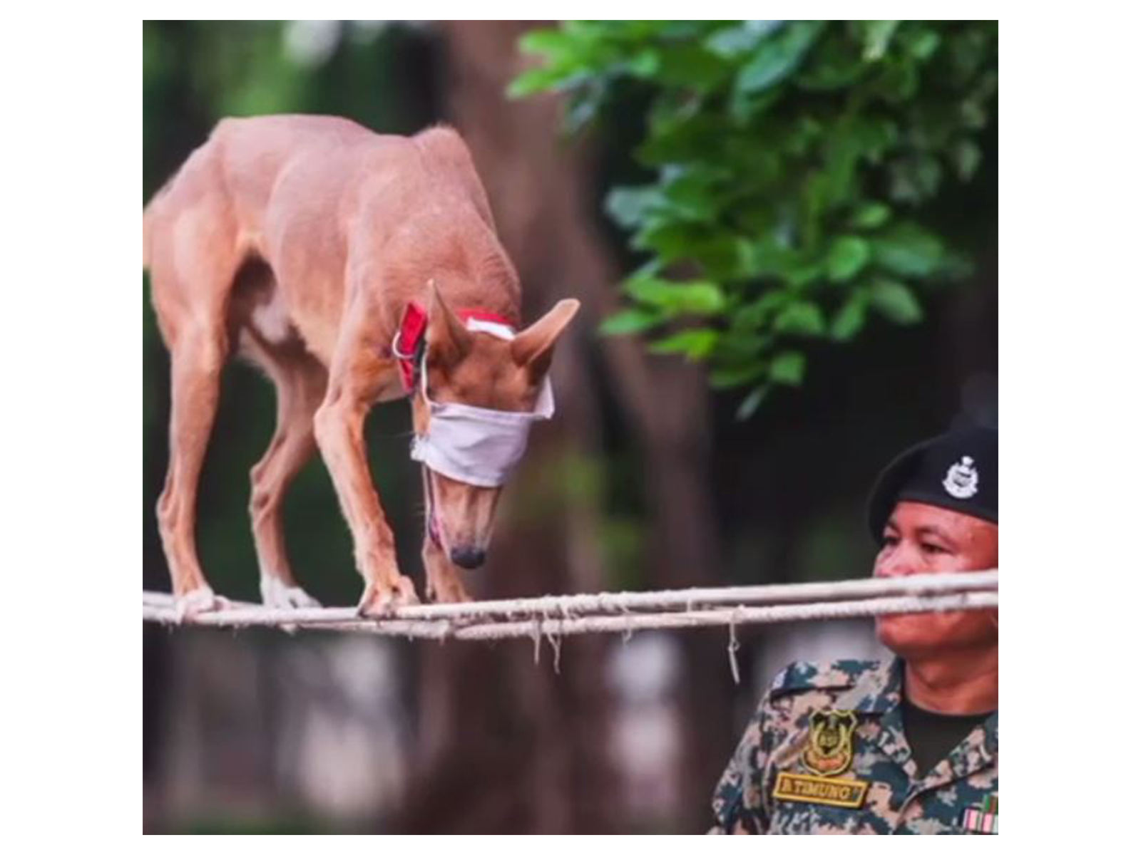 BSF's Indian breed dog (Photo/BSF)