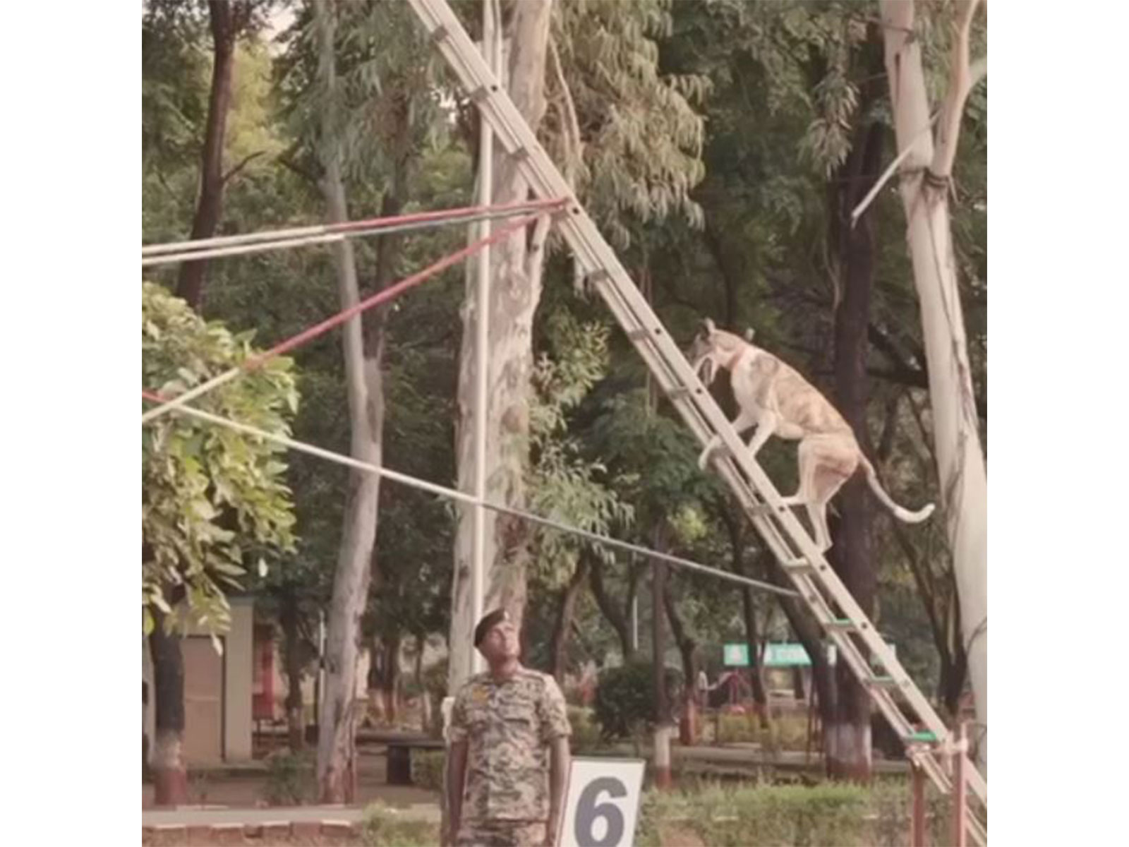 Visual from Indian breed dogs' training (Photo/BSF)