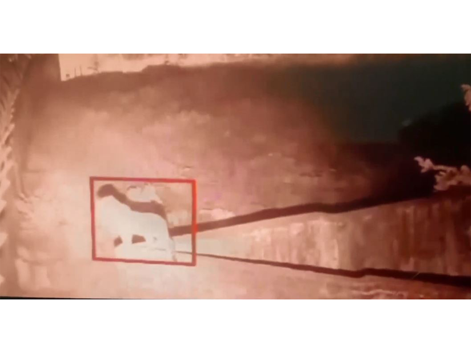 CCTV footage of leopard sighted in Ambala village (Photo/ANI)