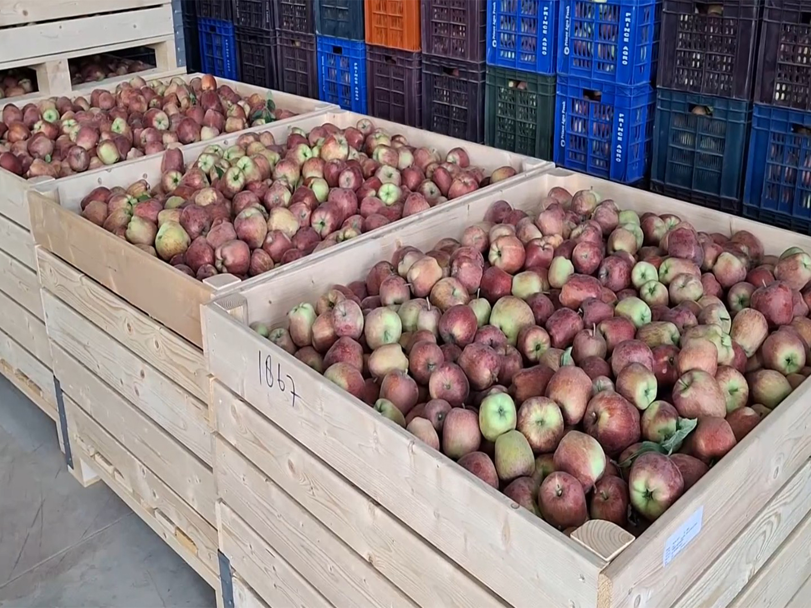 Cold storage facilities save South Kashmir apple growers from heavy losses after highway closure (Photo/ANI)