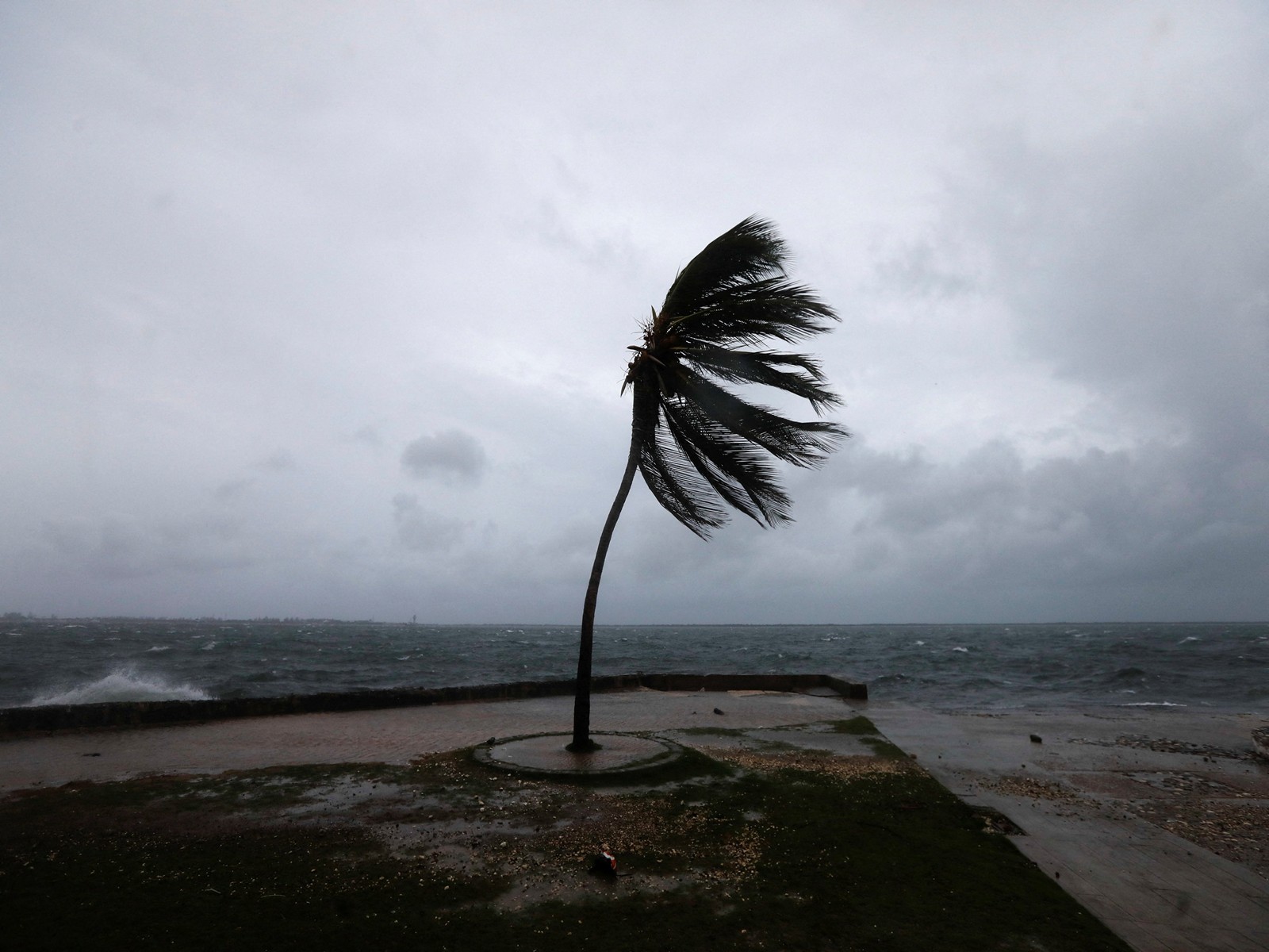 A palm tree sways on the Kingston waterfront as Hurricane Melissa approaches, in Kingston, Jamaica (Photo/Reuters)