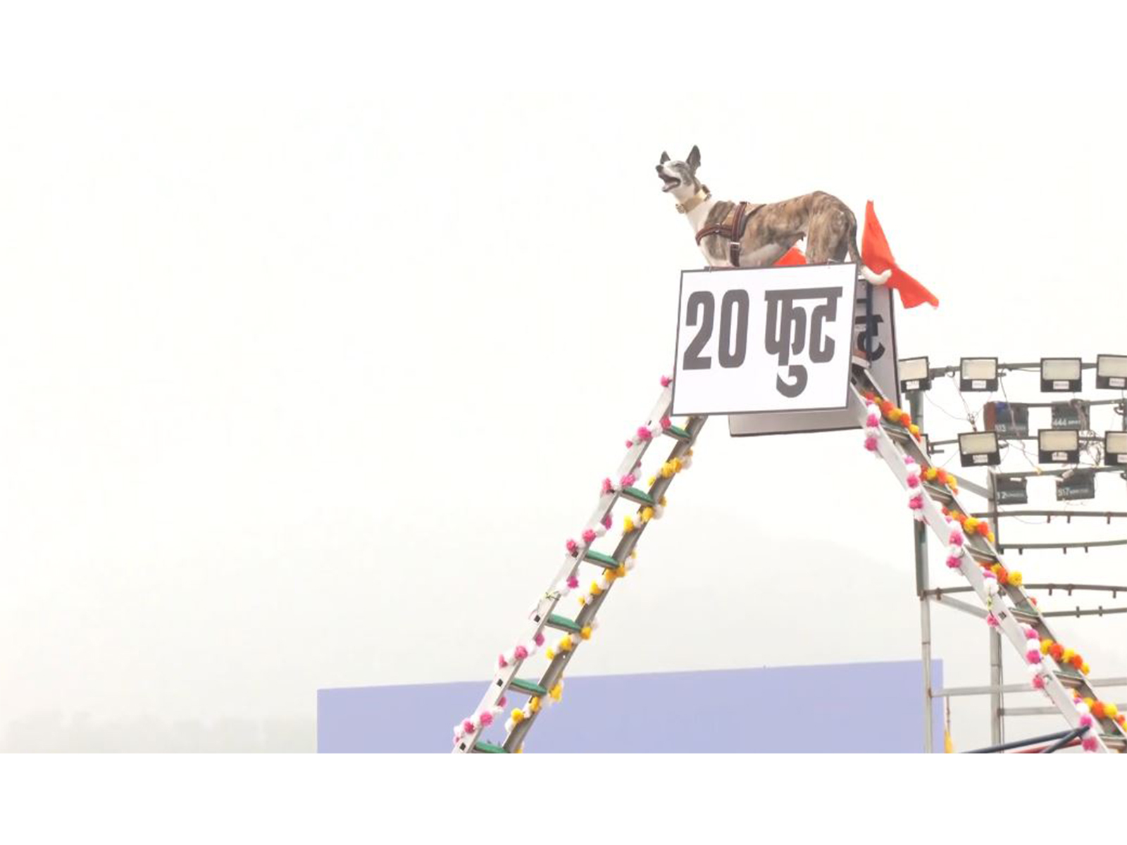 BSF dog squad rehearsing for Rashtriya Ekta Diwas (Photo/ANI)