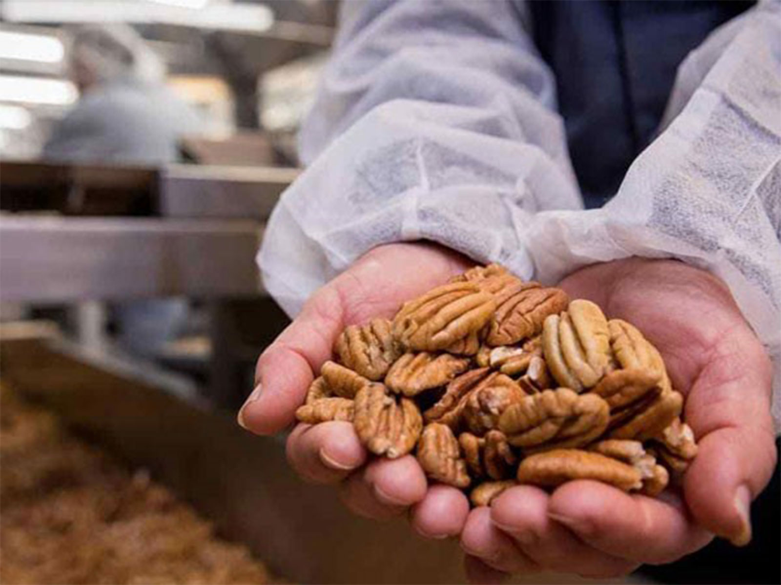 American Pecans: Nature’s Shield Against Pollution and Immunity Booster