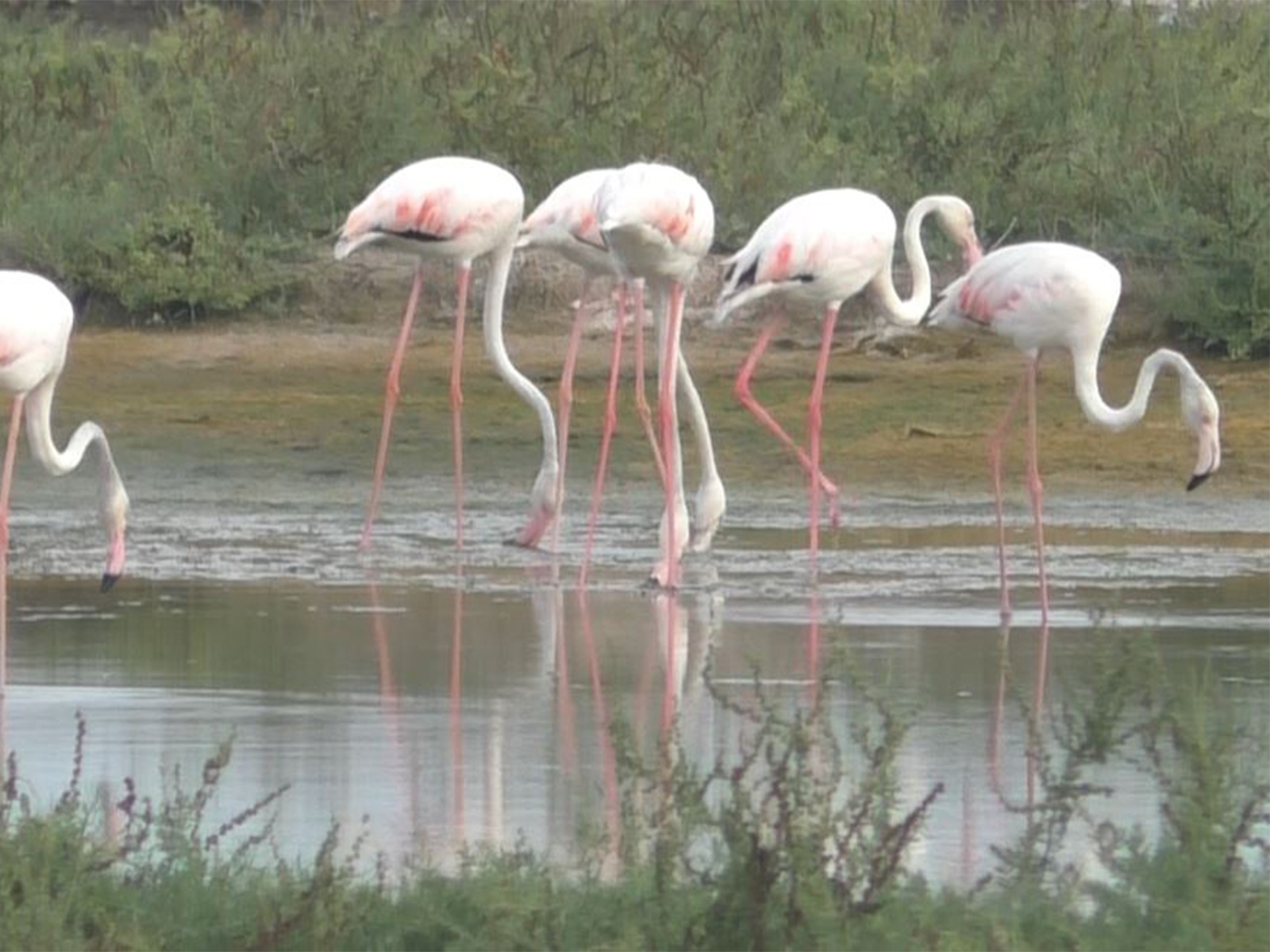 Flamingos spotted in Tamil Nadu's Thoothukodi (Photo/ANI)